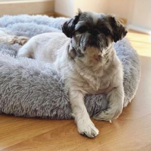Goedkope Donut Dogbed voor Honden en Katten van AliExpress